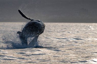 San Jose del Cabo baja California açıklarında gün batımında kambur balina yaklaşıyor.