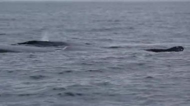 Cortez Denizi, Baja California Sur Meksika 'da su yüzeyinde nefes alan kambur balina.