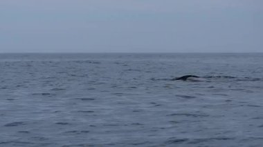 Cortez Denizi, Baja California Sur Meksika 'da su yüzeyinde nefes alan kambur balina.