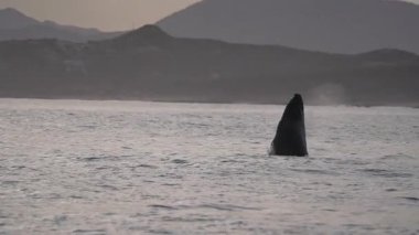 Baja California Sur Mexico 'daki San Jose del Cabo kıyısında kambur balina ihlali.