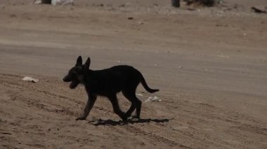 Yavaş çekimde karşıdan karşıya geçen Meksikalı bir köpek yavrusu.
