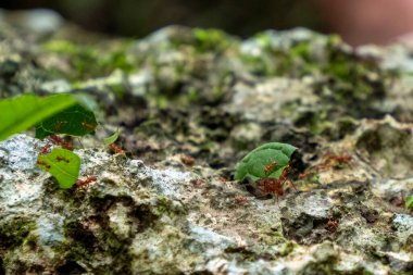 Yucatan yağmur ormanları Meksika 'da yaprak kesen karıncalara yakın.