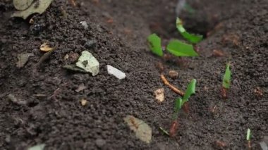 Patlama sırasında Mexico City yakınlarında popocatepetl yanardağ manzarası