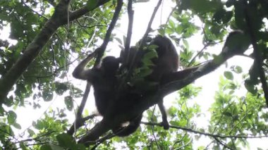 Ateles Geoffroyi vellerosus Ağacındaki Örümcek Maymun Quintana Roo Punta Laguna Doğa Rezervi Meksika Yağmur Ormanı 