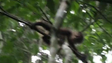 Ateles Geoffroyi vellerosus Ağacındaki Örümcek Maymun Quintana Roo Punta Laguna Doğa Rezervi Meksika Yağmur Ormanı 