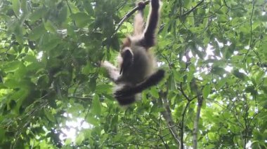 Ateles Geoffroyi vellerosus Ağacındaki Örümcek Maymun Quintana Roo Punta Laguna Doğa Rezervi Meksika Yağmur Ormanı 