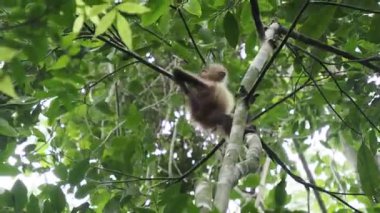 Ateles Geoffroyi vellerosus Ağacındaki Örümcek Maymun Quintana Roo Punta Laguna Doğa Rezervi Meksika Yağmur Ormanı 