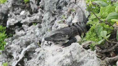 Yucatan Meksika 'da bir kayanın üzerindeki iguana.