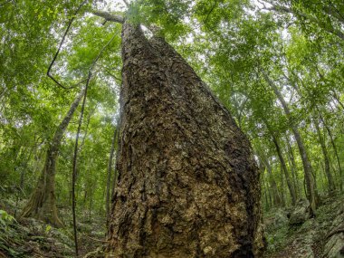 yucatan tropikal yağmur ormanı manzaralı Meksika