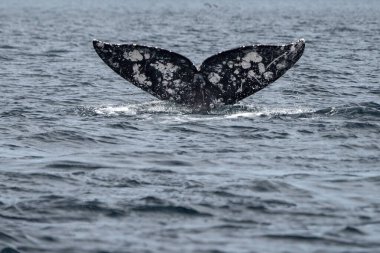 Magdalena Körfezi 'nde dalış yapan gri balina kuyruğu laguna de San ignacio baja California sur Mexico