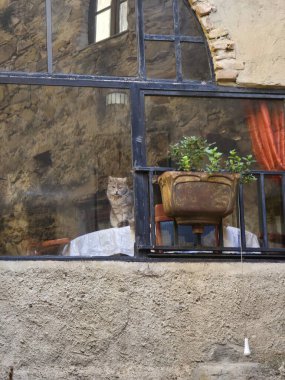 Bussana Vecchia 'daki pencereden sonra huysuz bir kedi 1887' deki depremde yok olan ortaçağ köyüne çekildi.