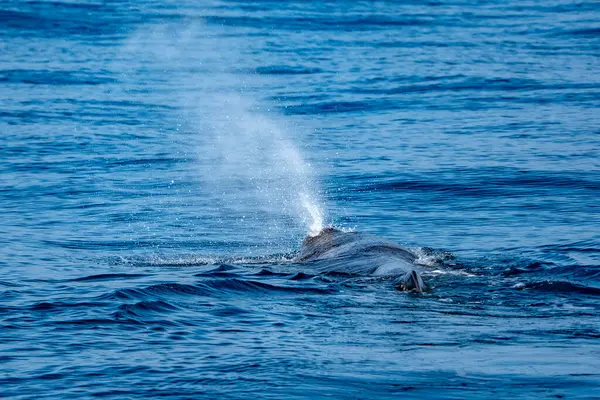 Akdeniz 'de bir Physeter makrosefalus spermbalinası.