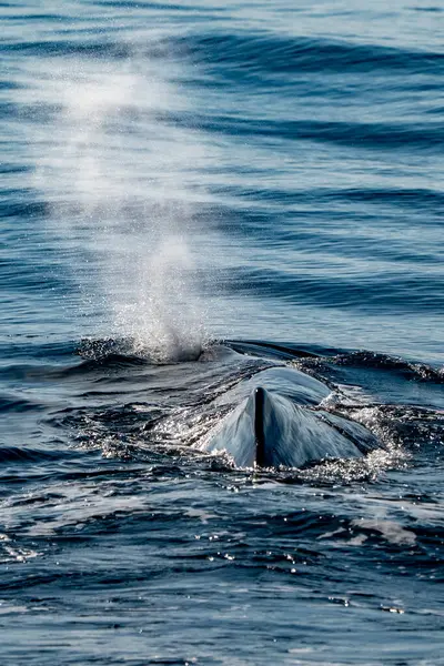 Akdeniz 'de bir Physeter makrosefalus spermbalinası.