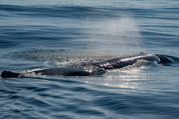 Akdeniz 'de bir Physeter makrosefalus spermbalinası.
