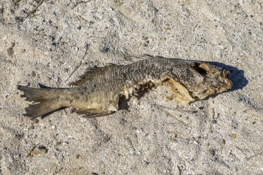 Coronado adasının kıyısında köpekbalığı tarafından ısırılan ölü bir balık Loreto Cortez Denizi baja california sur