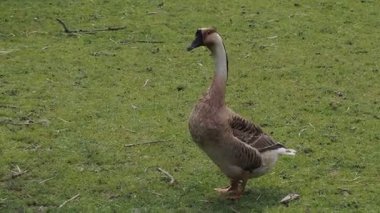 Kaz yeşil çimlerin üzerinde