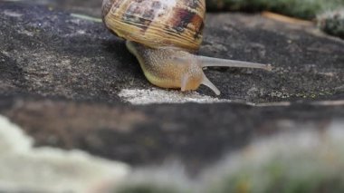 Salyangoz geliyor, yavaş çekim görüntülerini kapatın.