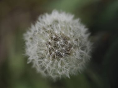 Bir karahindiba çiçeği. Ayrıntıları kapat.