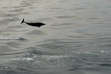 Gün batımında denizin dışına atlarken çizgili bir yunus yüzgeci silueti.