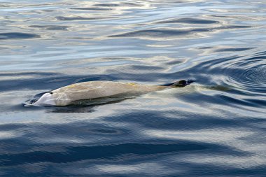 Deniz yüzeyinde gagalı bir balina.
