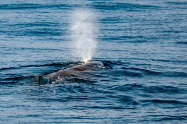 Akdeniz liguria, Cenova, İtalya 'da bir sperm balinası patladı