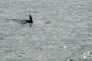Çizgili bir yunus yüzgeci silueti