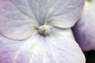 Çiçeğin bir ortanca ayrıntısı. Yaklaş.