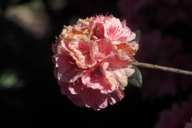 Çiçeklerle dolu bir bahçe.