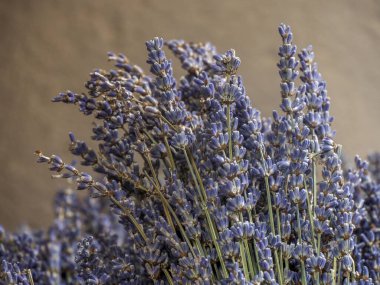 Provence market detaylarında biraz lavanta torbası.