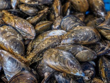 Fransa 'nın Provence caddesindeki pazarda midyeler