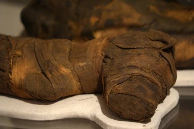 TURIN, İtalya - 14 Mayıs 2025 - Mısır müzesi dünyanın en önemli ikinci Mısır kolleksiyonu olarak kabul edilir. Köpeğin annesi.