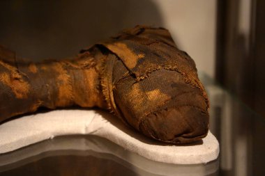 TURIN, İtalya - 14 Mayıs 2025 - Mısır müzesi dünyanın en önemli ikinci Mısır kolleksiyonu olarak kabul edilir. Köpeğin annesi.