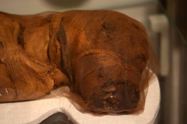 TURIN, İtalya - 14 Mayıs 2025 - Mısır müzesi dünyanın en önemli ikinci Mısır kolleksiyonu olarak kabul edilir. Köpeğin annesi.