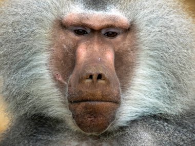 Bir erkek hamadryas babun maymun portresi