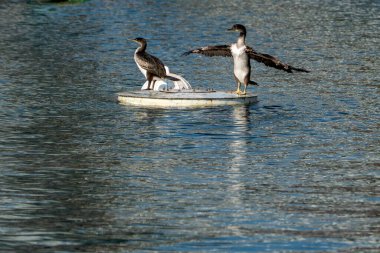 Ceneviz 'deki karabataklar şamandıranın üzerinde eski bir liman