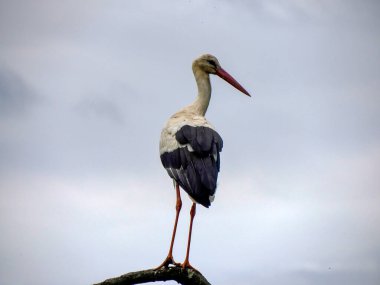 Bir leylek portre detaylarını yakından inceler.