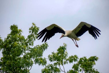 Uçan leylek portresi
