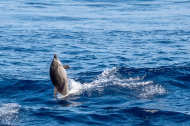 Denizden atlayan çizgili mutlu bir yunus.
