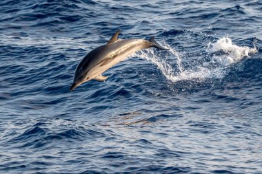 Denizden atlayan çizgili mutlu bir yunus.