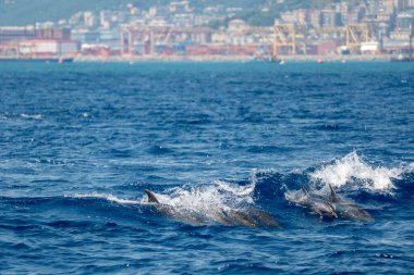 Genoa Limanı 'nın dışına atlayan şişe burunlu yunus ailesi.
