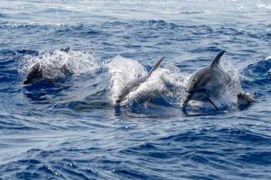 Bir şişe burunlu yunus ailesi denizin dışına atlıyor, anne ve buzağı