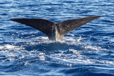 Bir Spermbalina Sperm balinasının kuyruk detayı. Gün batımında deniz yüzeyinden derin dalış yaparken.