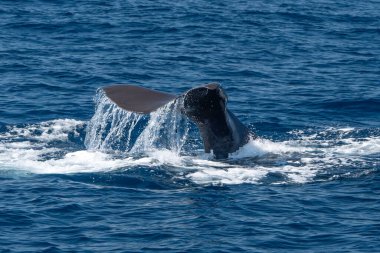 Bir Spermbalina Sperm balinasının kuyruk detayı. Gün batımında deniz yüzeyinden derin dalış yaparken.