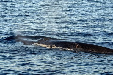 Bir Finbalina Fin balinası dünyanın en büyük ikinci hayvanı, Ligurian denizinde deniz yüzeyinde