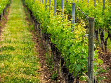 Kiedricher Grafenberg tarihi üzüm bağları, üzüm bağları Ren Vadisi Panoraması