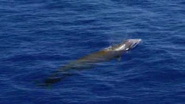Cuvier 'in gagalı balinası Zipius Cavirostris deniz yüzeyinde yavaş çekim görüntülerinde nefes alıyor.
