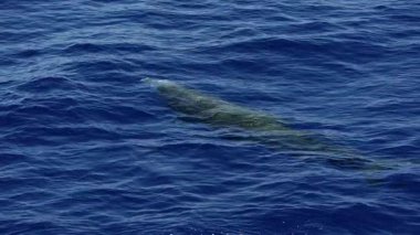 Cuvier 'in gagalı balinası Zipius Cavirostris deniz yüzeyinde yavaş çekim görüntülerinde nefes alıyor.