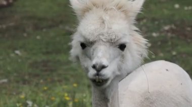 Komik Alpaka yüz kapağı 