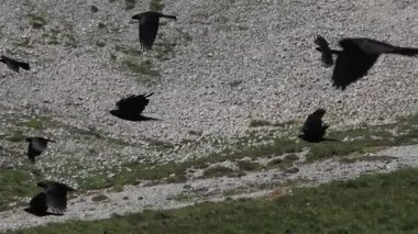 Sarı gagalı öküz sürüsü dolomit dağlarında yükseklerde uçuyor.