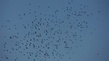 Sarı gagalı öküz sürüsü dolomit dağlarında yükseklerde uçuyor.